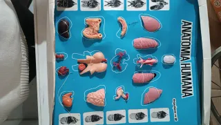 Juego Anatomía Humana Desmontable