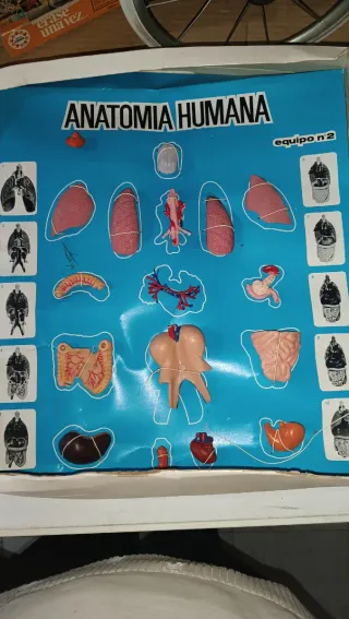 Juego Anatomía Humana Desmontable