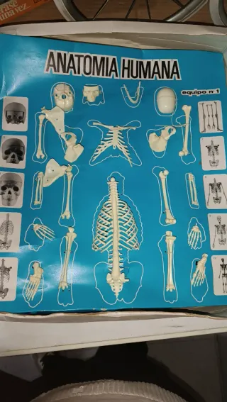 Juego Anatomía Humana Desmontable