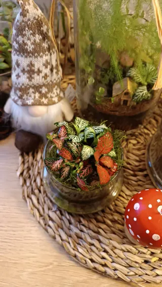 Terrarios autosustentables. Original regalo Navida