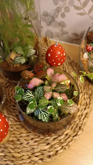 Terrarios autosustentables. Original regalo Navida