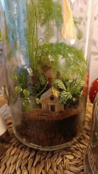 Terrarios autosustentables. Original regalo Navida