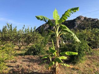 Terreno en venta en Urbanizaciones- Santa Ana- Las Estrellas en Gandia