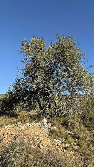 Solar en venta en Alcalà de Xivert pueblo en Alcalà de Xivert