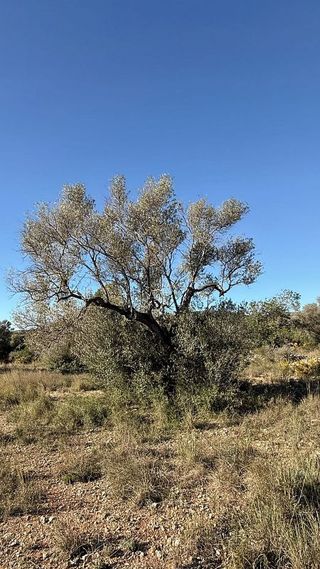 Solar en venta en Alcalà de Xivert pueblo en Alcalà de Xivert