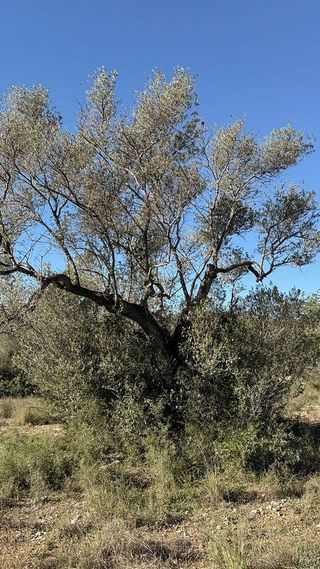 Solar en venta en Alcalà de Xivert pueblo en Alcalà de Xivert