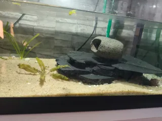 Acuario completo con filtro y termómetro