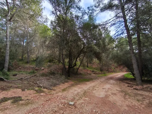 TERRENO URBANIZABLE NAQUERA, URBANIZA. CORRAL NOU