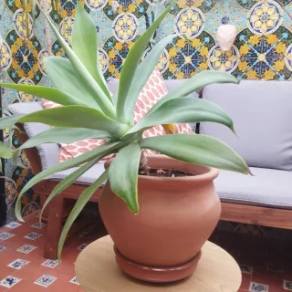 Agave Cuello de Cisne
