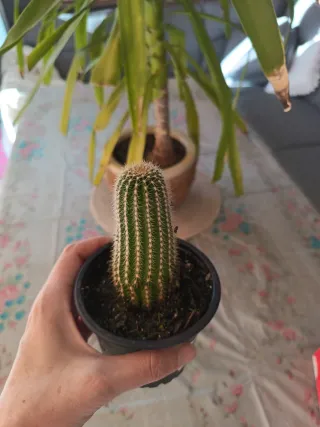 Cactus en maceta negra