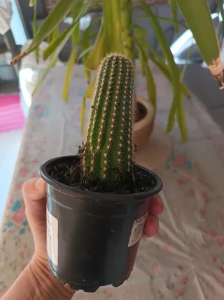 Cactus en maceta negra