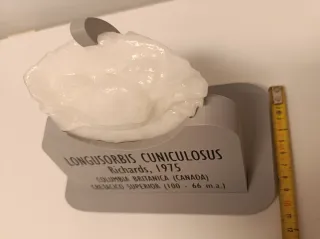 Reproducción cangrejo fosil Longusorbis Cuniculosu