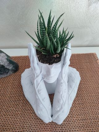 Vaso decorativo pianta grassa