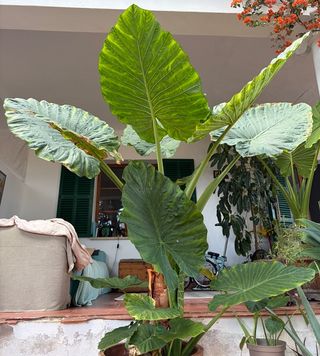 Planta Alocasia Grande