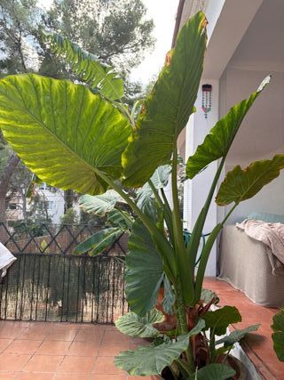 Planta Alocasia Grande