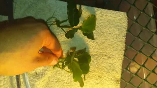 Anubias barteri grandi set