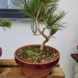 Pinus thunbergii bonsai