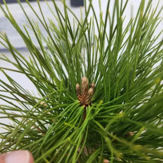 Pinus thunbergii bonsai