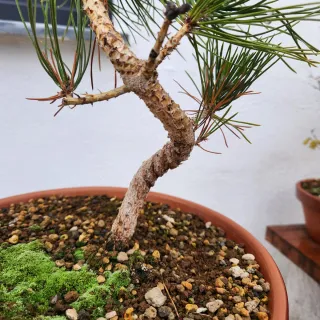 Pinus thunbergii bonsai