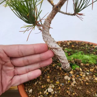 Pinus thunbergii bonsai