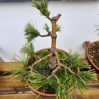 Pinus pentaphylla bonsai