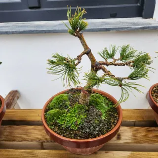 Pinus pentaphylla bonsai