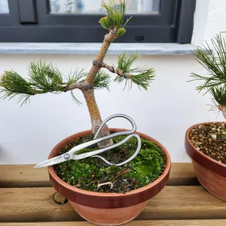 Pinus pentaphylla bonsai