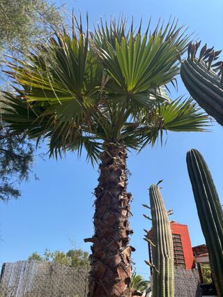 Mantenimiento Jardineria