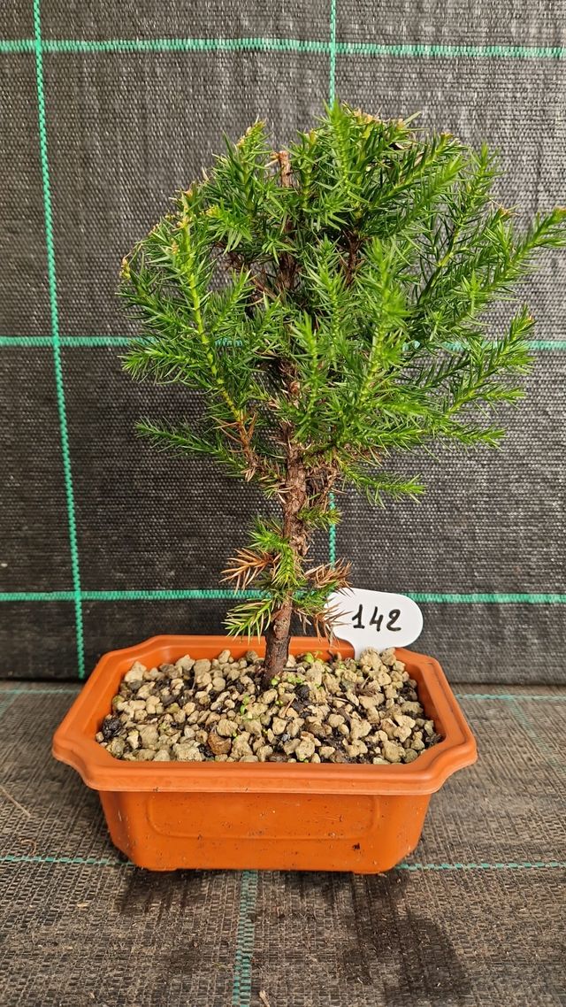 Bonsai di Ginepro Cinese Stritka 142