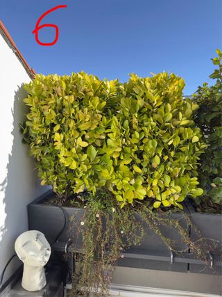 Jardineras con plantas variadas