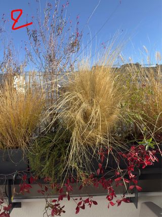 Jardineras con plantas variadas