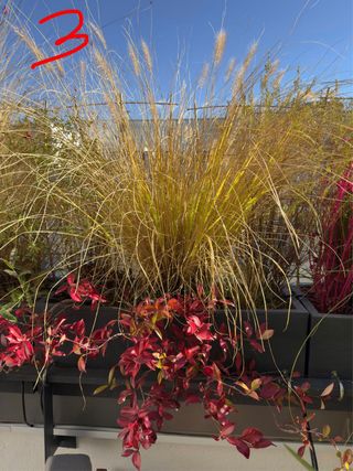 Jardineras con plantas variadas