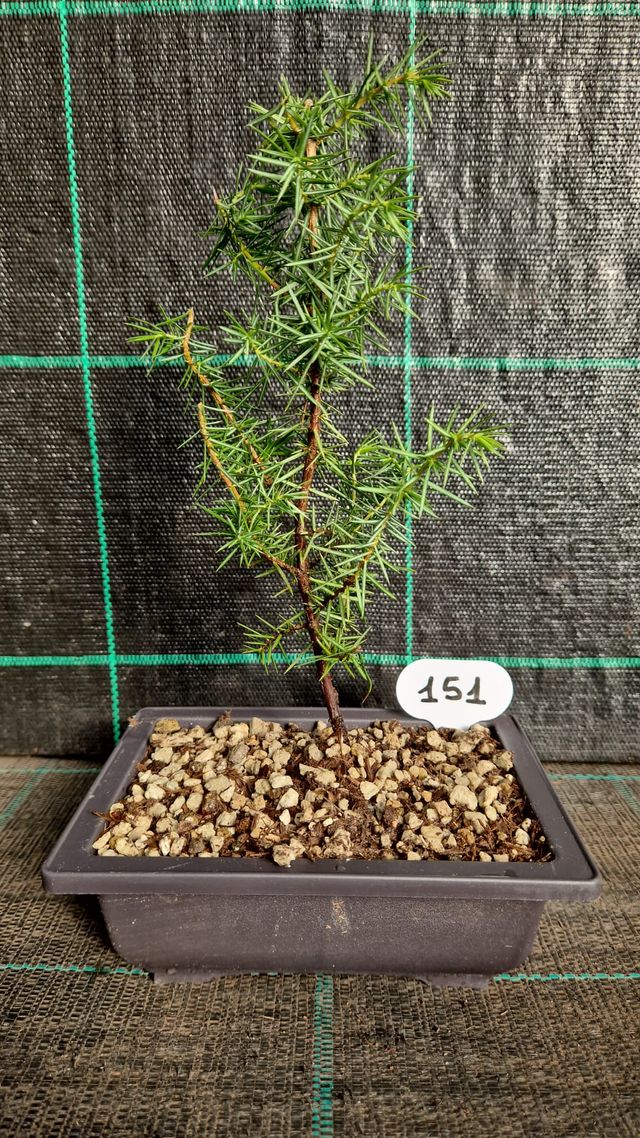 Bonsai Ginepro Comune 151