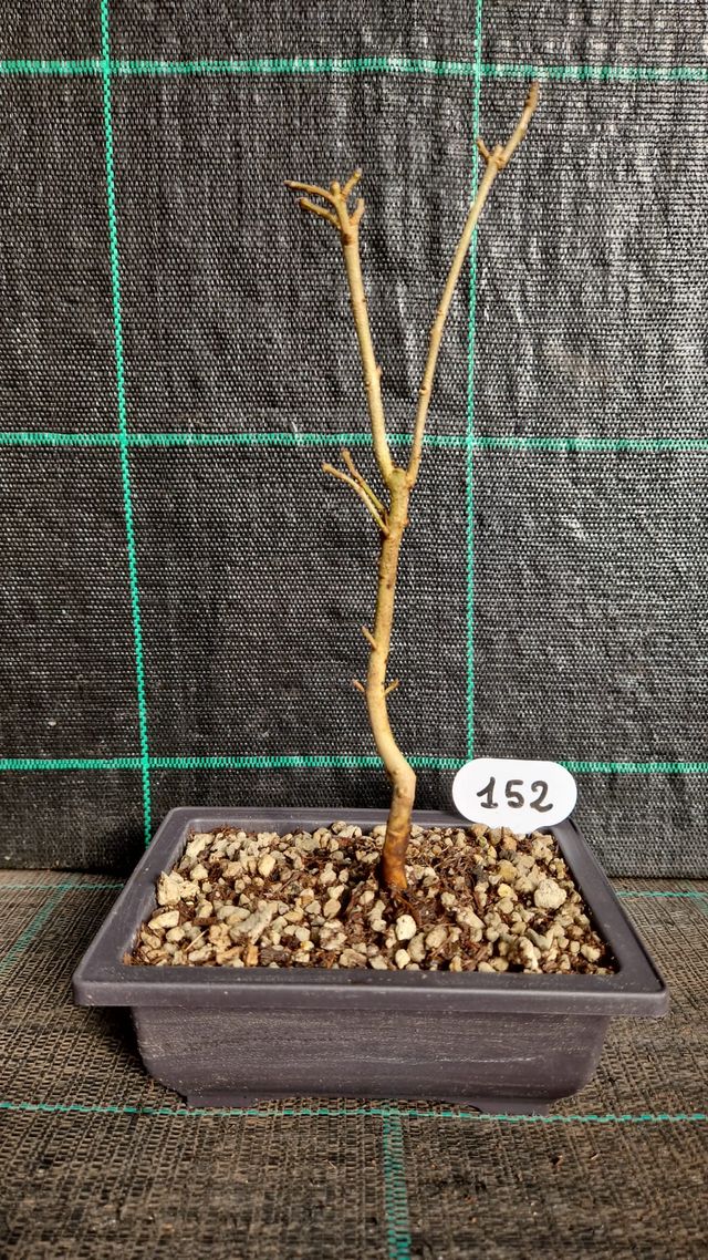 Bonsai di Frassino (Fraxinus) 152