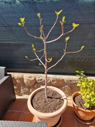 Higuera de higos negros en maceta altura 1.65  cm