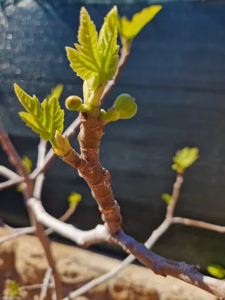 Higuera de higos negros en maceta altura 1.65  cm