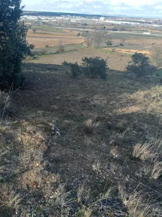 Parcela rustica. Aranda de Duero. Poli:8 parc:805