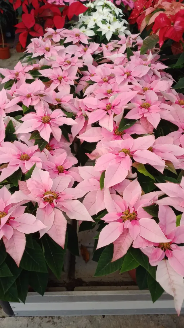 Fiore di Pasqua / Ponsetia