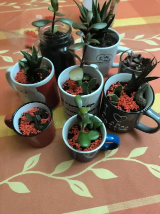Tazas con cactus variados,el Regalo perfecto