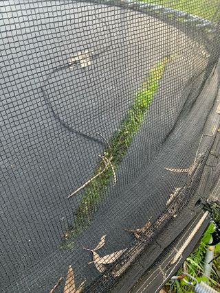 Cama elástica 360 con red de seguridad Decathlon