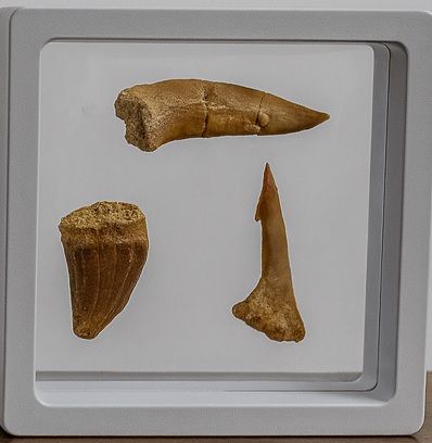 Kit Explorador Fósiles Marinos Tiburones