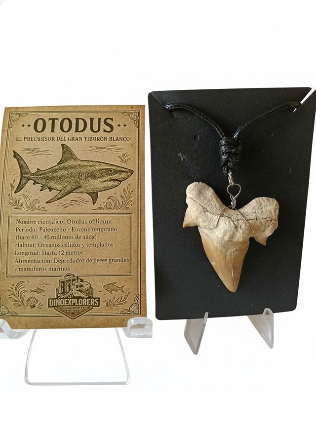 Kit Explorador Dinosaurios Marinos Tiburón fósiles