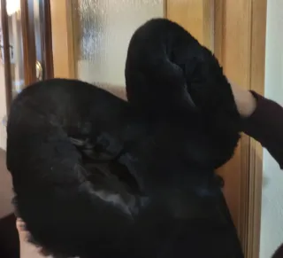 Abrigo de mouton mujer negro