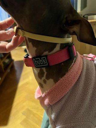 Collar BUB'S rosa talla S