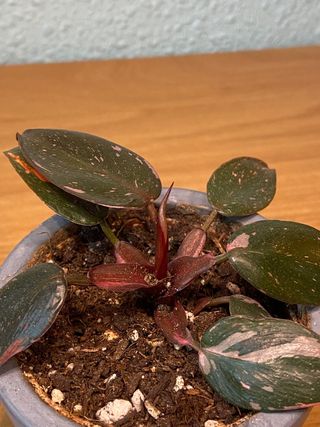 Philodendron Princesa Rosa (PPP)