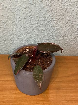 Philodendron Princesa Rosa (PPP)