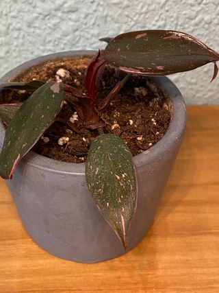 Philodendron Princesa Rosa (PPP)