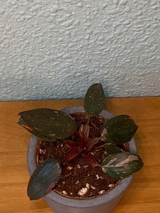 Philodendron Princesa Rosa (PPP)