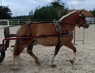 Arreos de enganche a la limonera