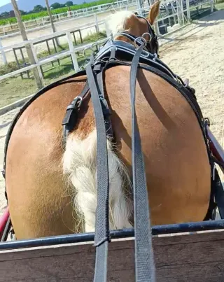 Arreos de enganche a la limonera